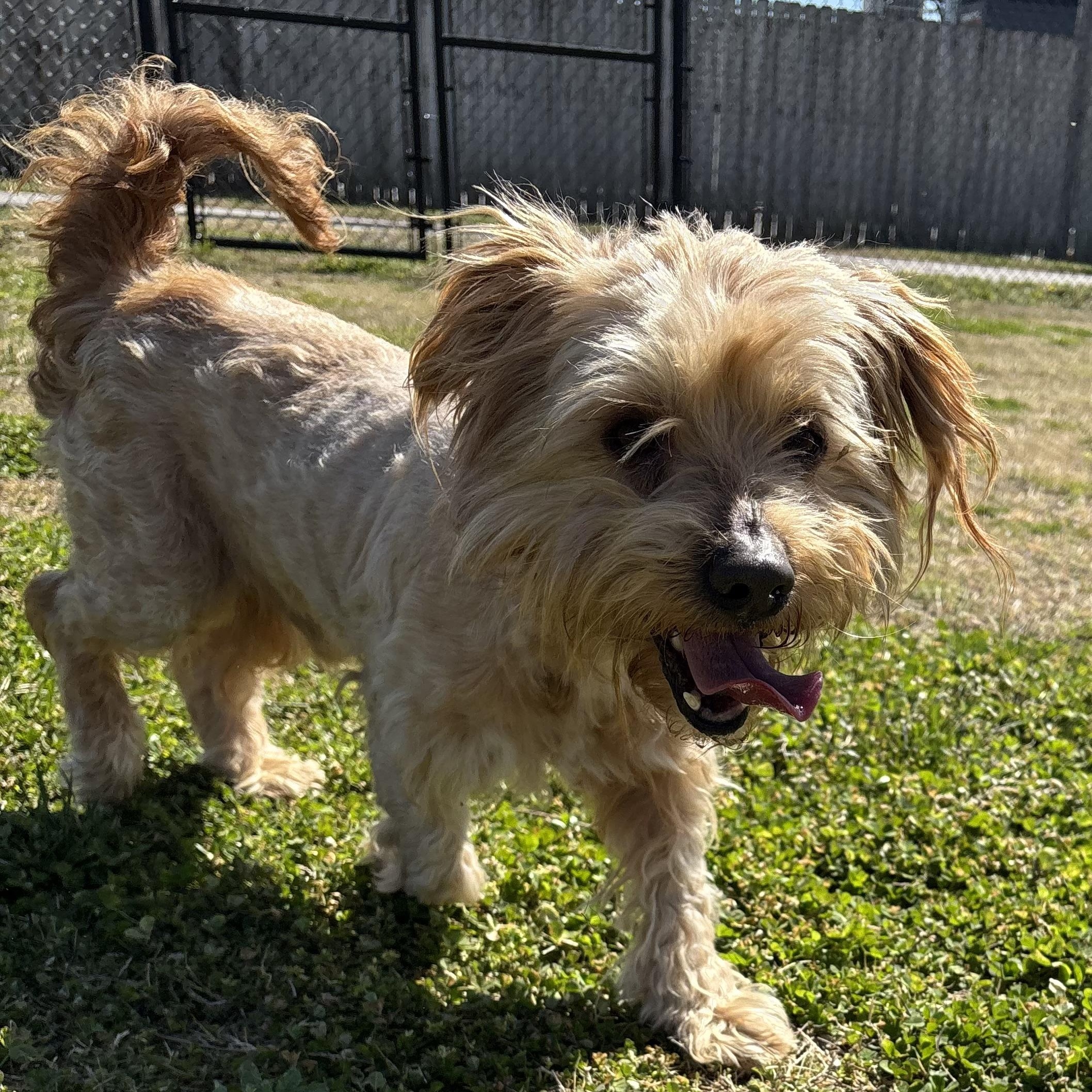 Enlarge Edward, an adopted Lhasa Apso in Lowell, AR image 1/6