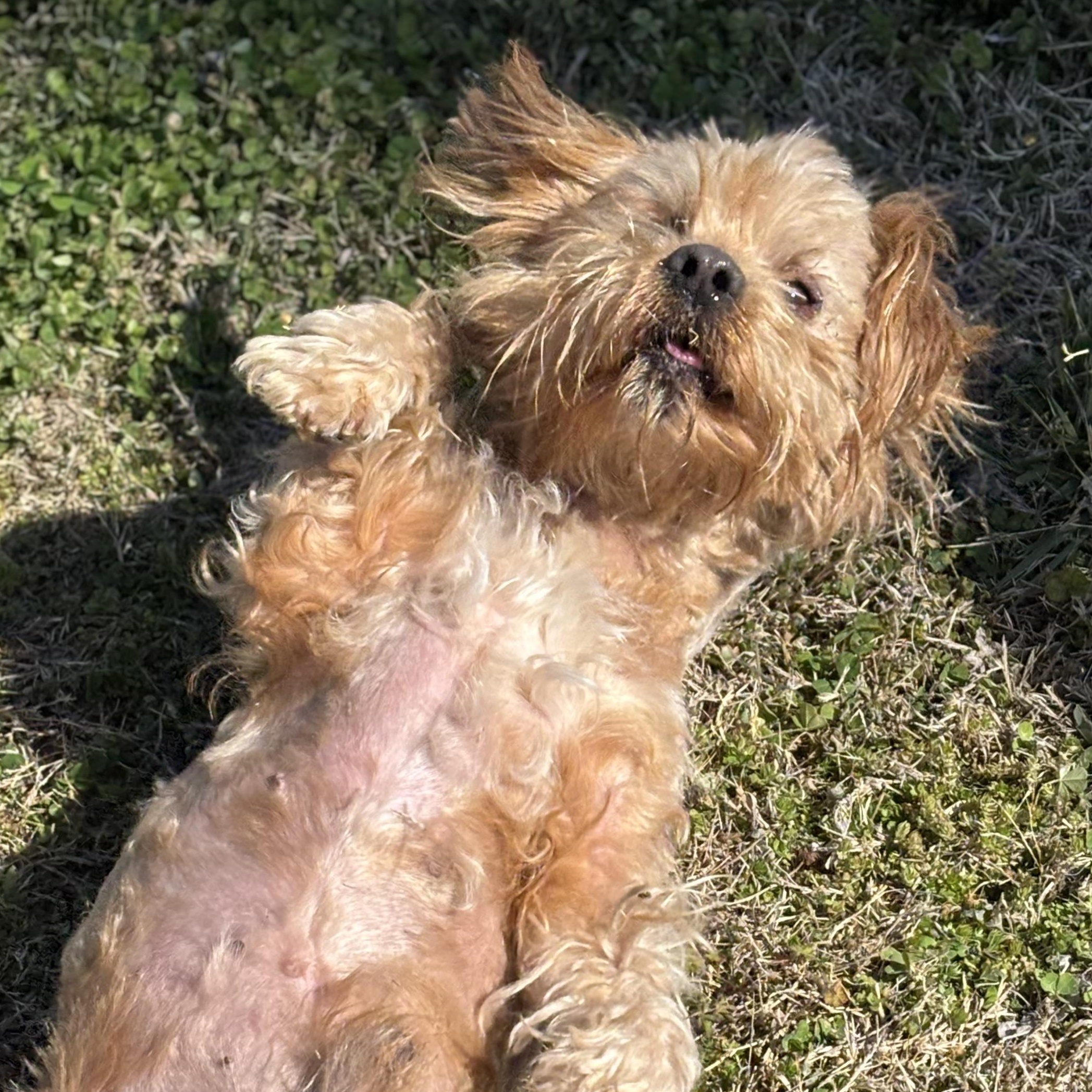 Enlarge Edward, an adopted Lhasa Apso in Lowell, AR image 3/6
