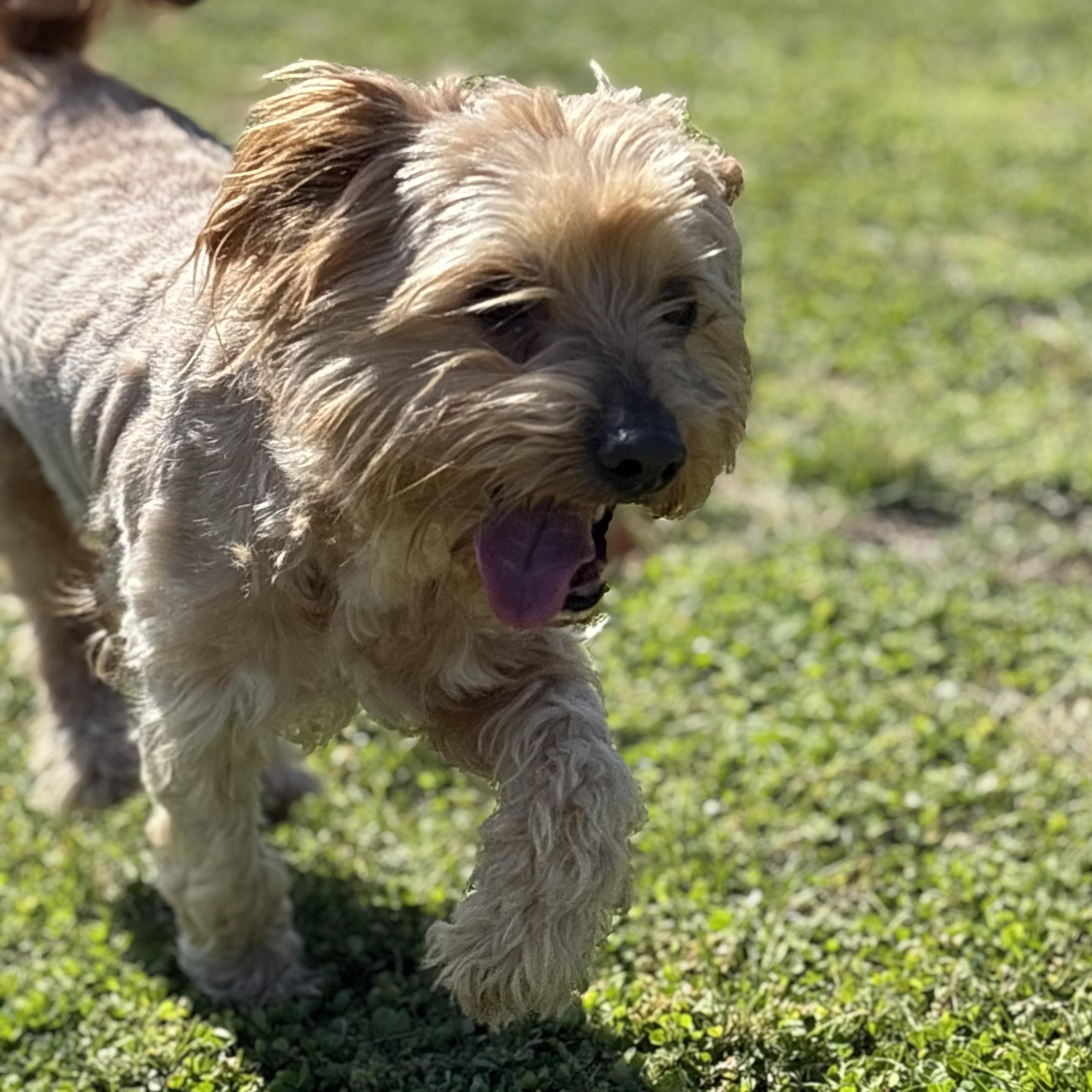 Enlarge Edward, an adopted Lhasa Apso in Lowell, AR image 5/6