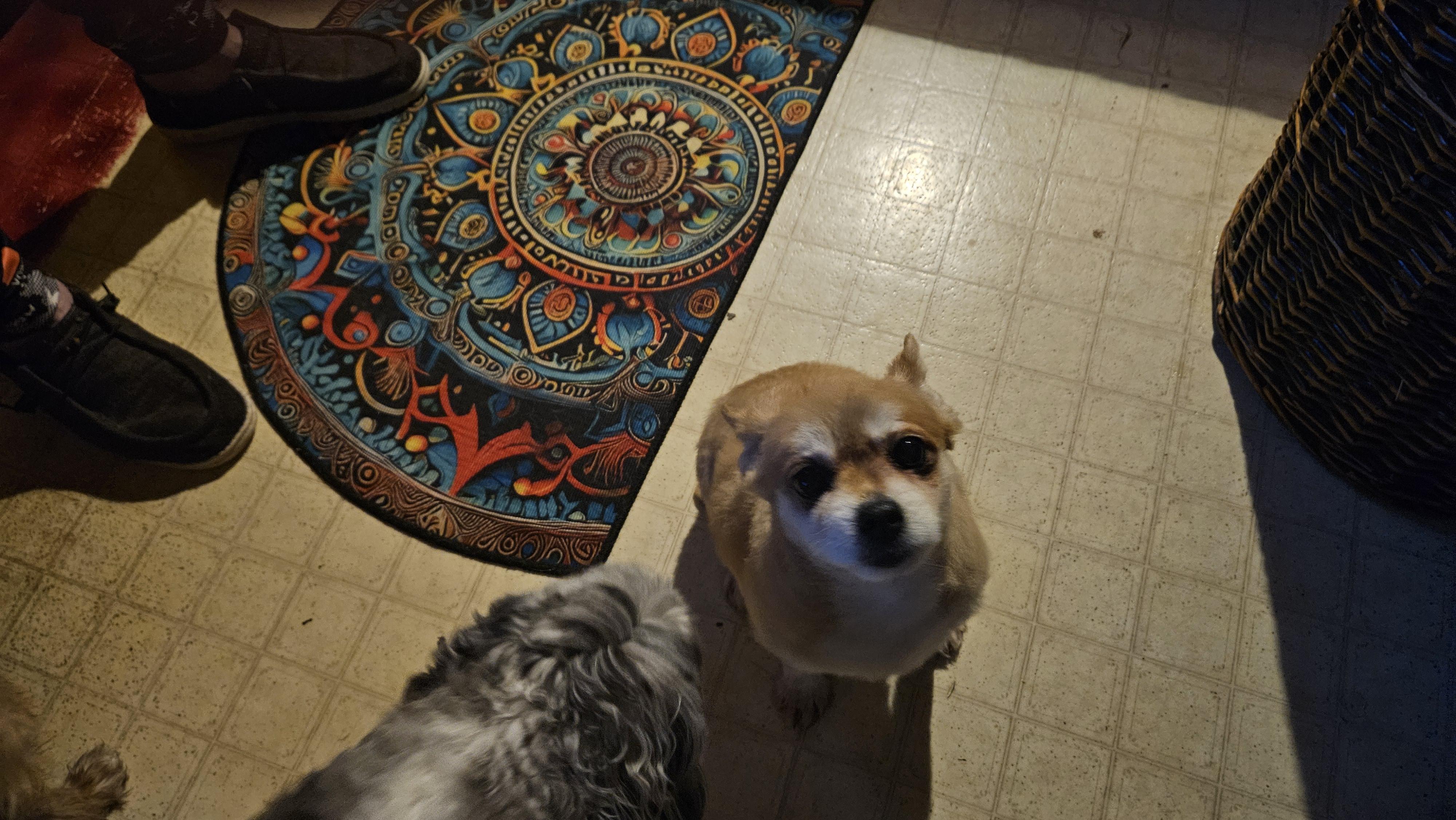 Enlarge Annie, a Hold Pomeranian in Richmond, KY image 1/6