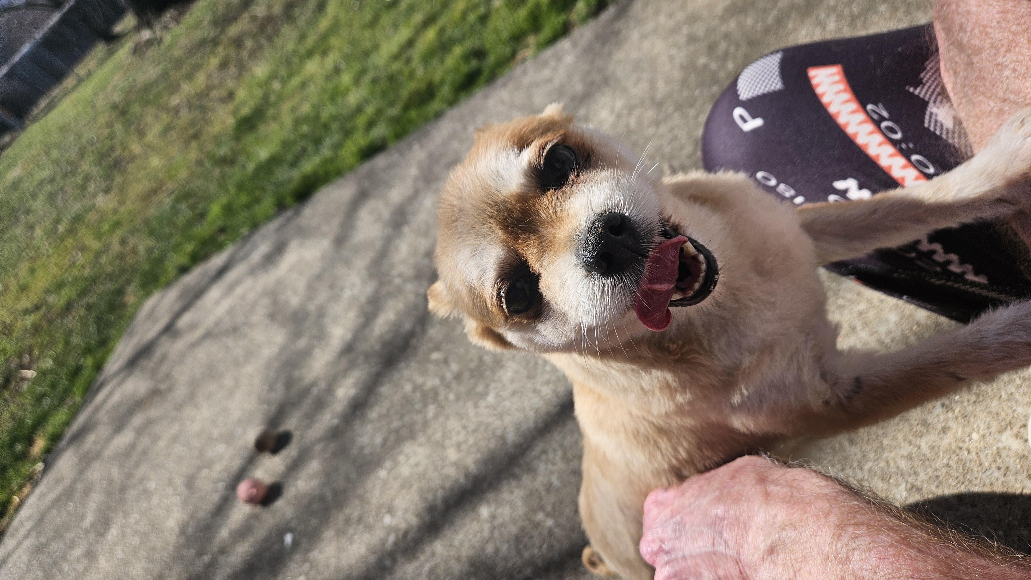 Enlarge Annie, a Hold Pomeranian in Richmond, KY image 2/6