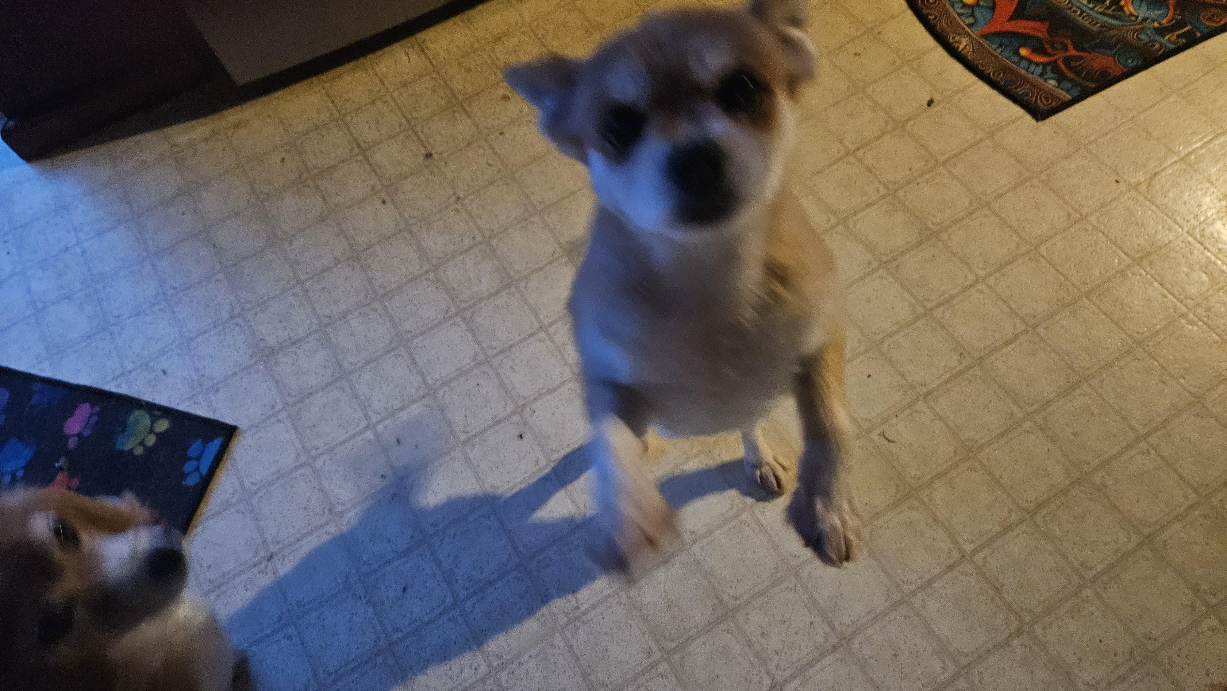 Enlarge Annie, a Hold Pomeranian in Richmond, KY image 3/6