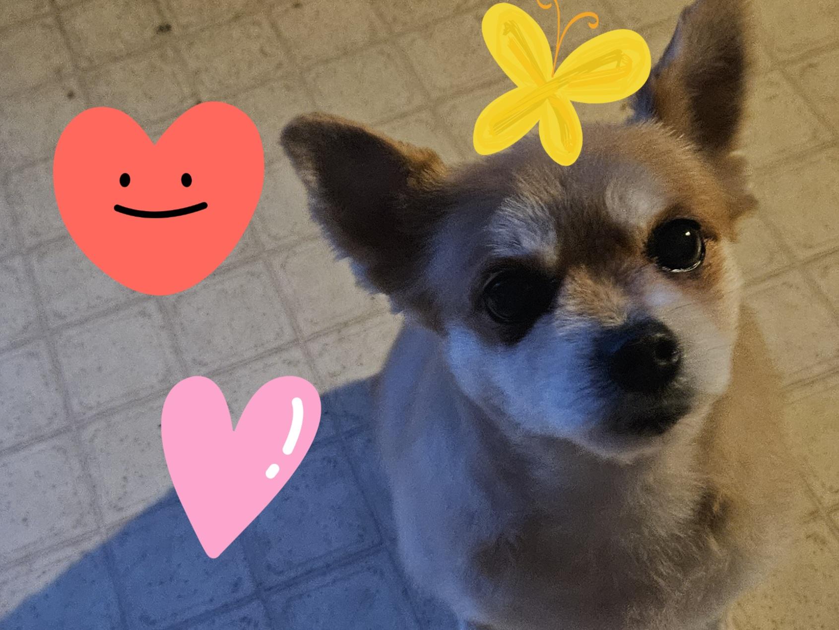 Enlarge Annie, a Hold Pomeranian in Richmond, KY image 4/6