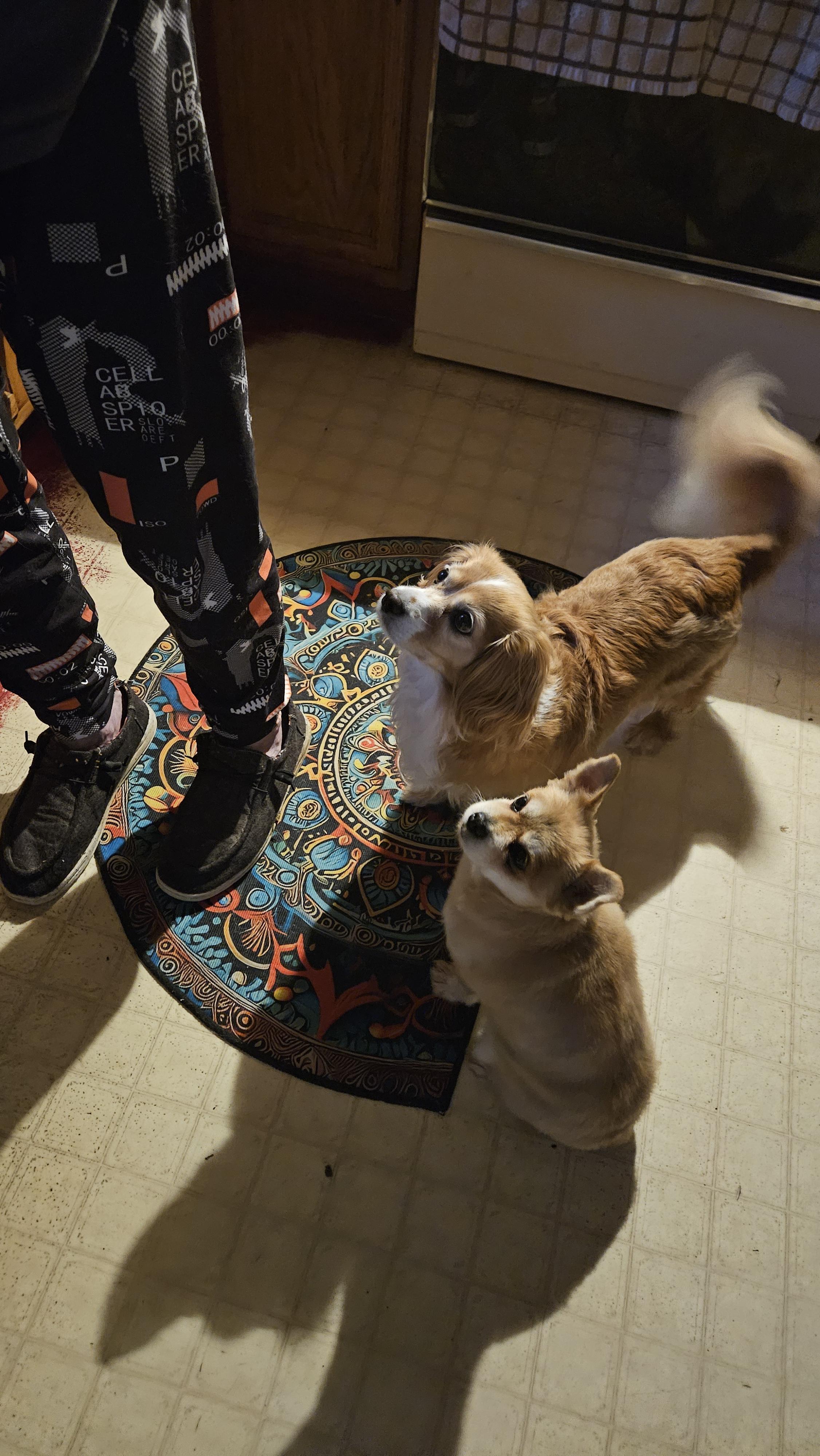 Enlarge Annie, a Hold Pomeranian in Richmond, KY image 5/6