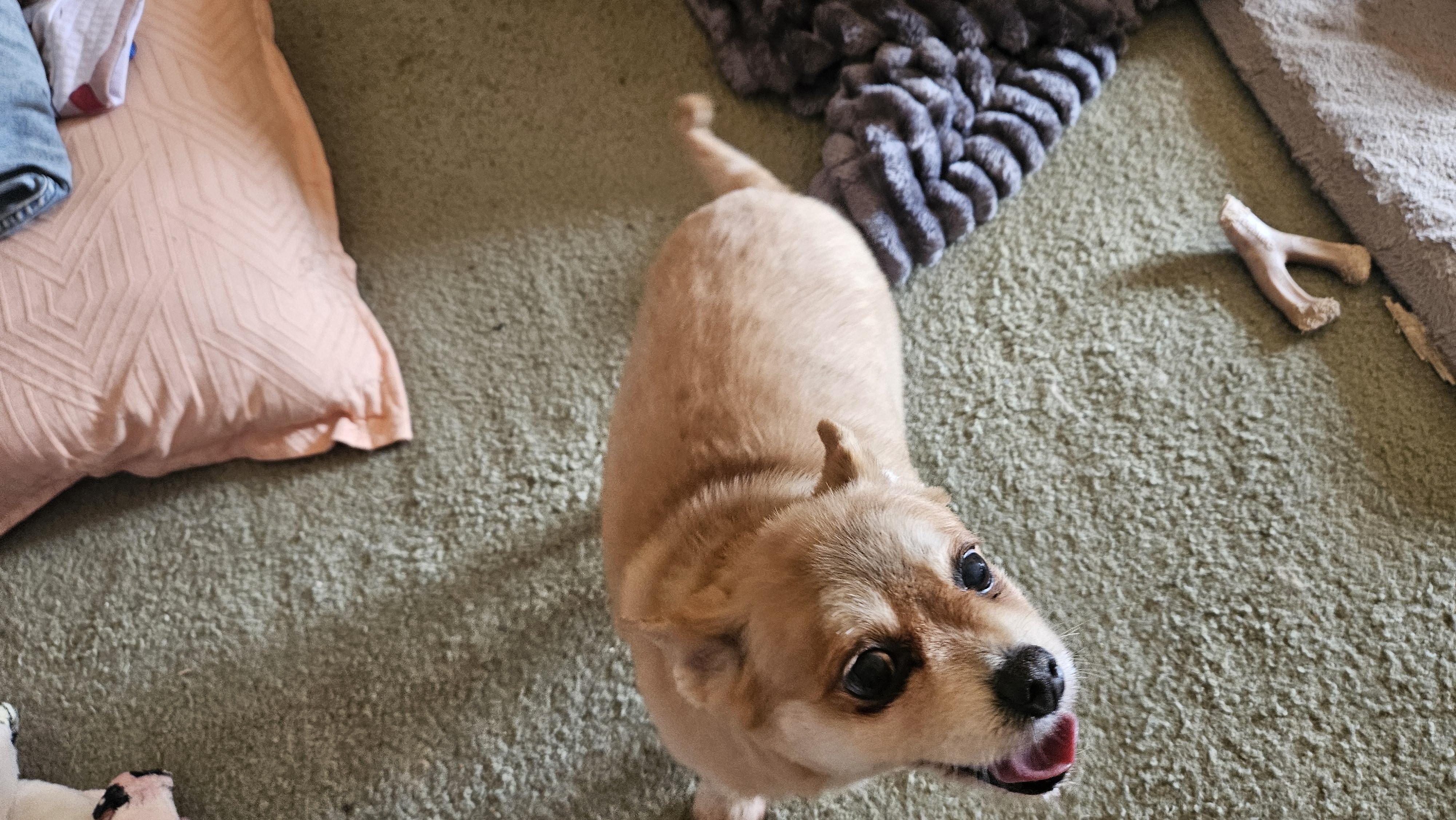 Enlarge Annie, a Hold Pomeranian in Richmond, KY image 6/6