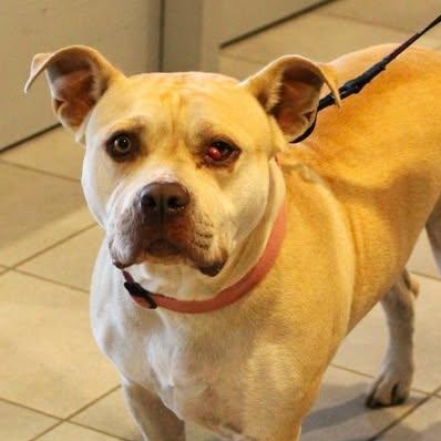 Enlarge 25-01453 NOVA, a Adoptable mixed breed in Fredericksburg, VA image 1/1