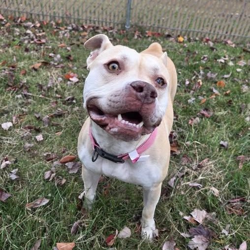 25-01453 NOVA, Adoptable, Adult Female Pit Bull Terrier.