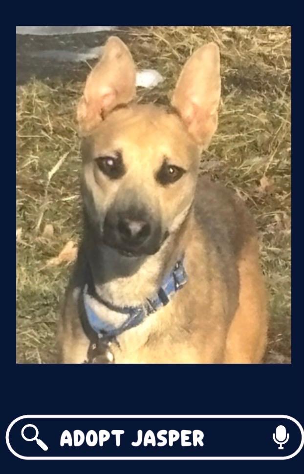 Enlarge Jasper , a ADOPTABLE mixed breed in Muncie, IN image 1/4