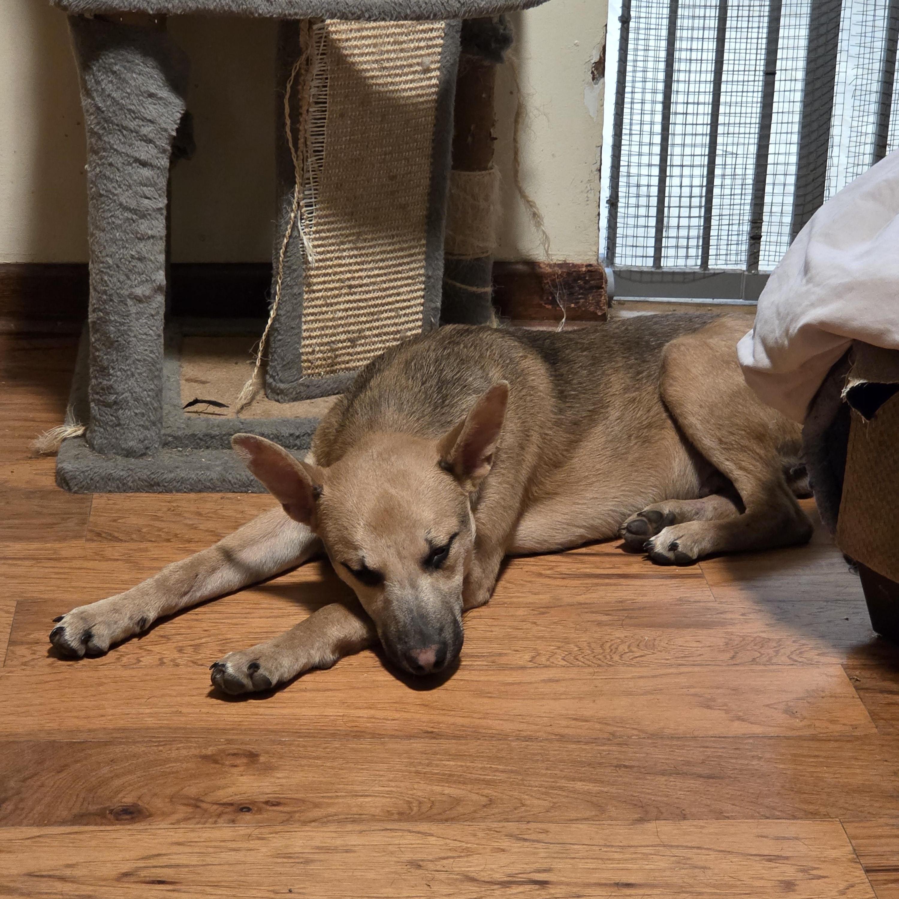 Enlarge Jasper , a ADOPTABLE mixed breed in Muncie, IN image 4/4