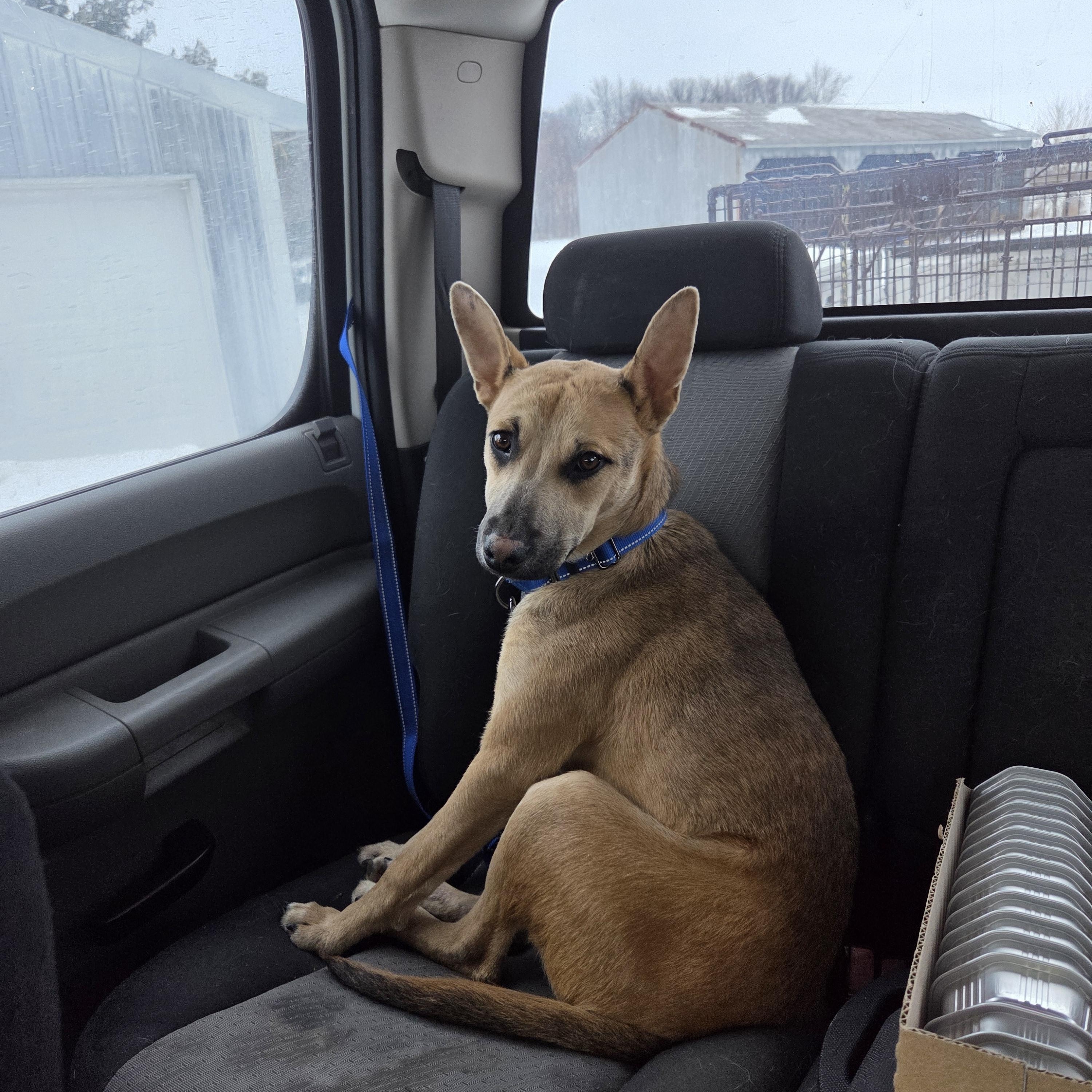 Enlarge Jasper , a ADOPTABLE mixed breed in Muncie, IN image 2/4