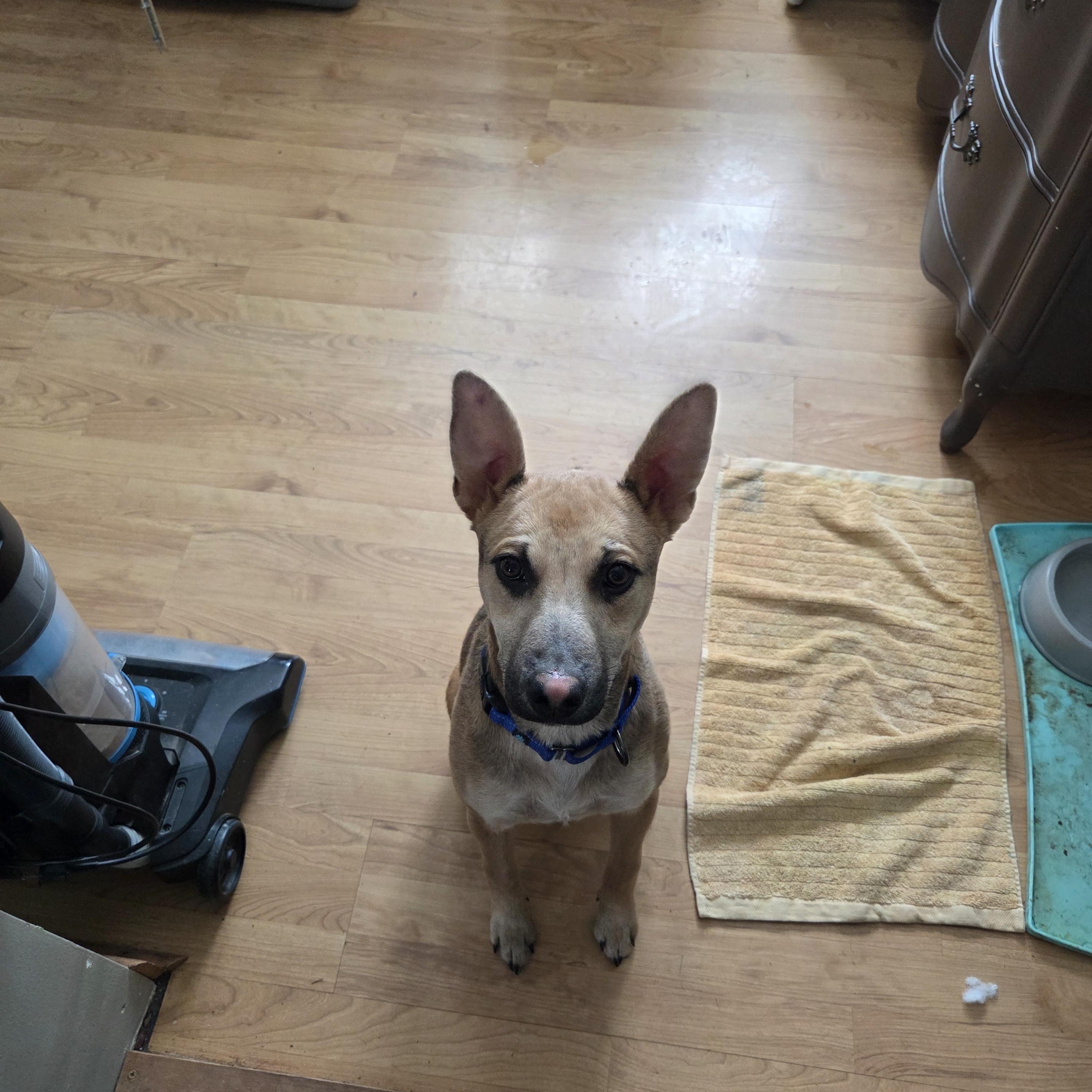 Enlarge Jasper , a ADOPTABLE mixed breed in Muncie, IN image 3/4