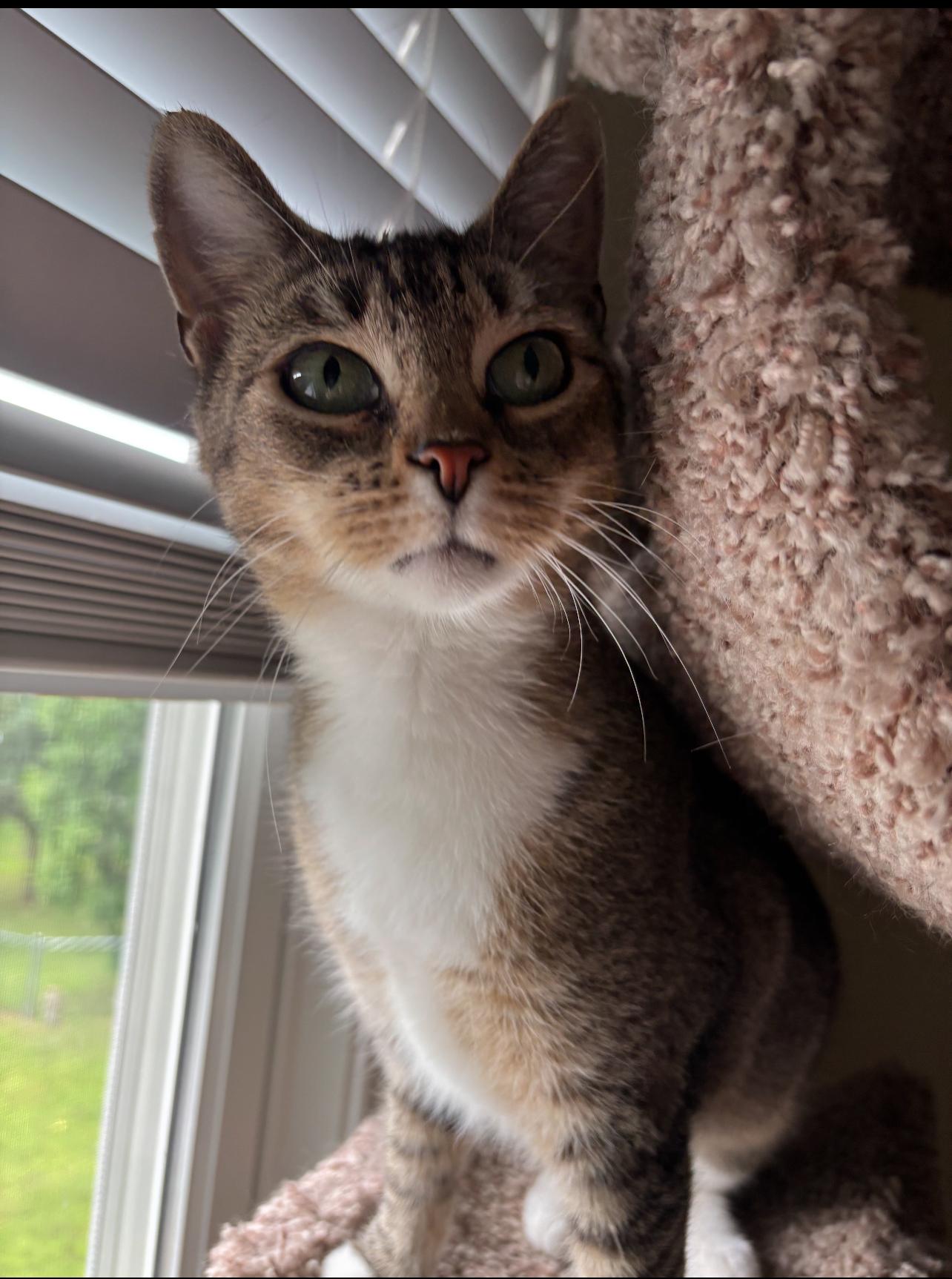 Ellie, Adoptable, Adult Female Tabby.