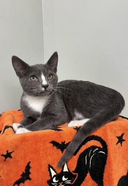 Indy, Adoptable, Kitten Male Domestic Short Hair & Domestic Short Hair.