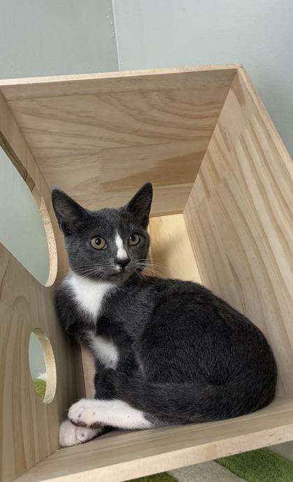 Enlarge Indy, a Adoptable mixed breed in Picayune, MS image 2/3