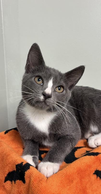 Enlarge Indy, a Adoptable mixed breed in Picayune, MS image 3/3