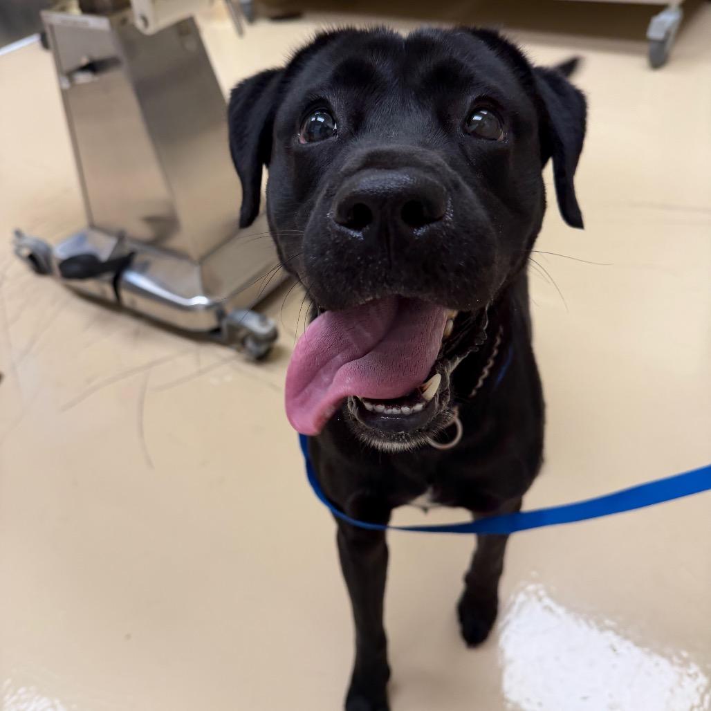 Buster, Adoptable, Adult Male Mixed Breed.