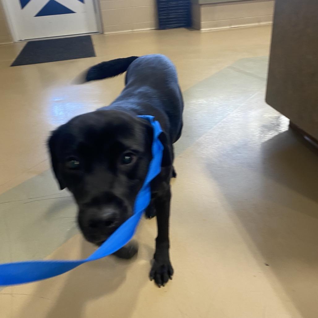 Enlarge Buster, a Adoptable Mixed Breed in Winston-Salem, NC image 2/2