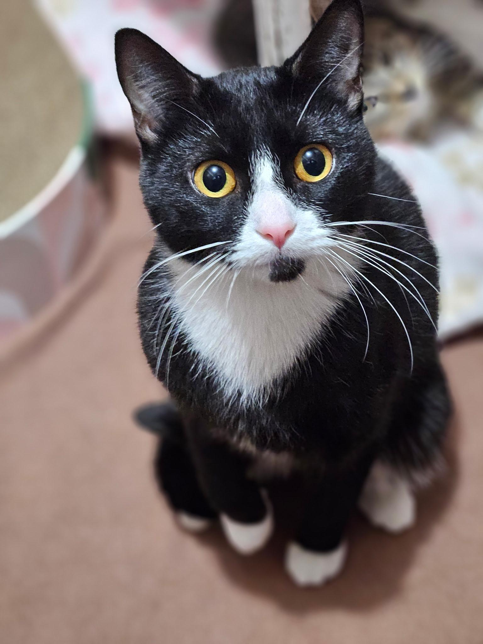 Coral, a Adoptable Domestic Short Hair in Florenceville, NB image 2/2