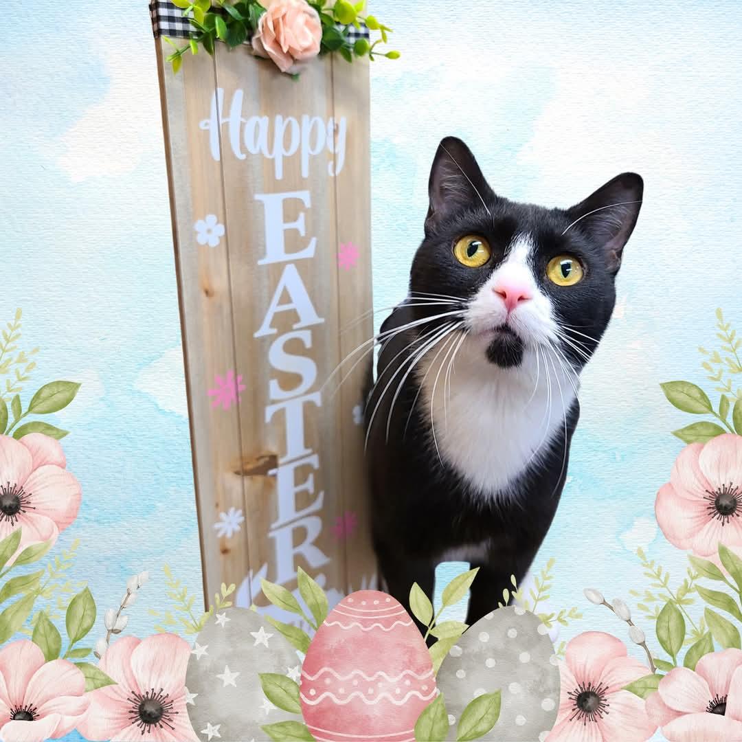 Coral, a Adoptable Domestic Short Hair in Florenceville, NB image 1/2