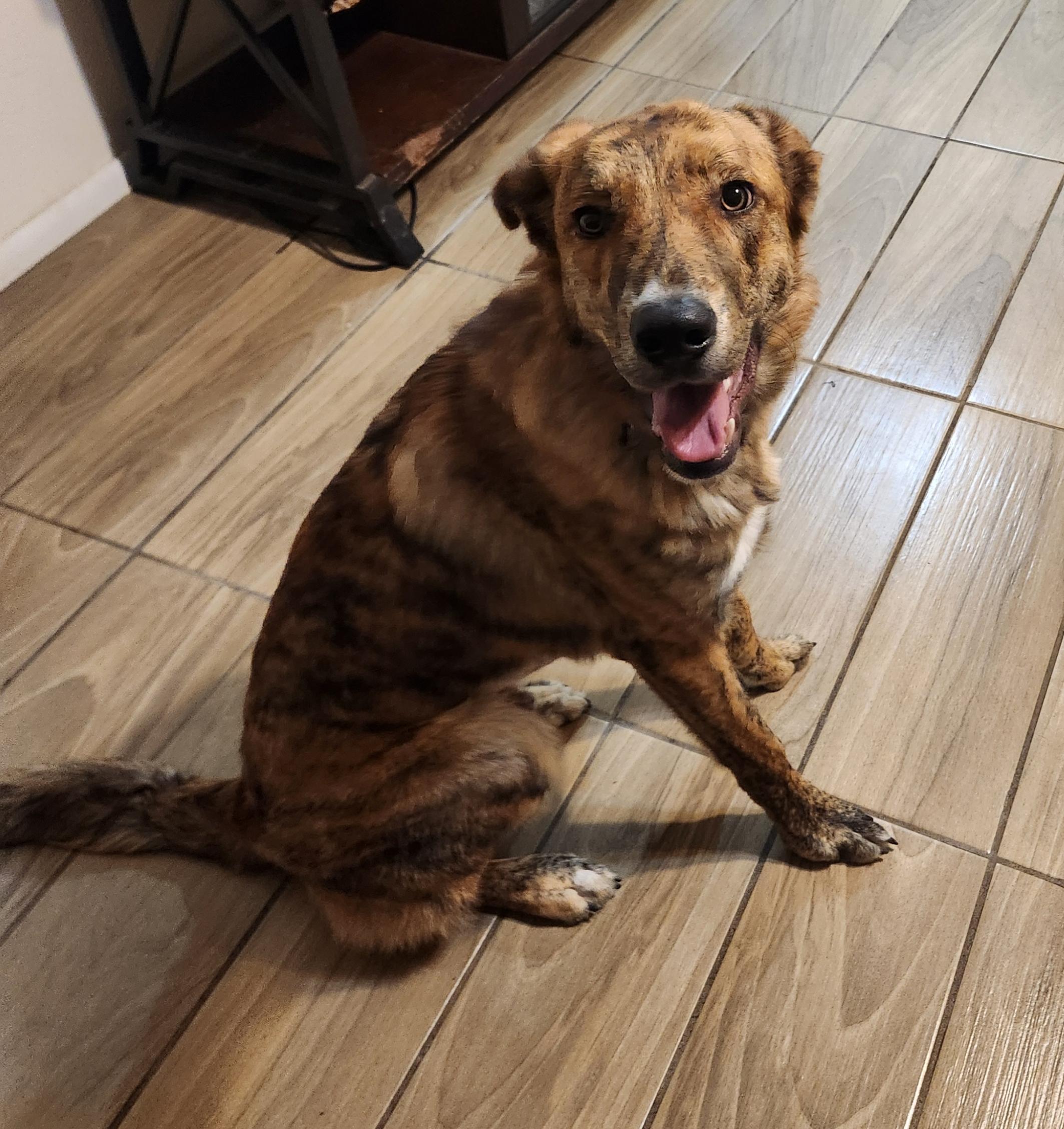 Tanner ( Orlando Fl), a ADOPTABLE mixed breed in Orlando, FL image 3/5