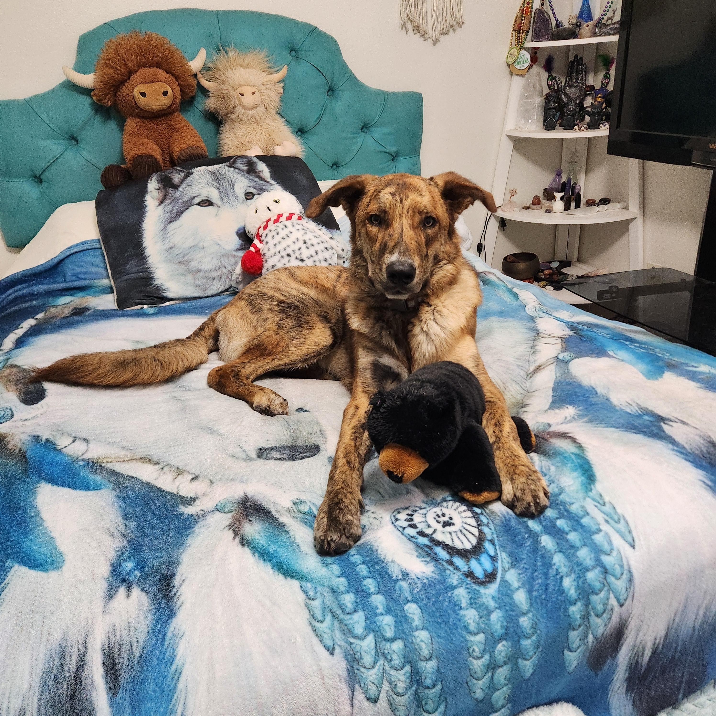 Enlarge Tanner 63 pounds of Love ( Orlando Fl), a Adoptable mixed breed in Orlando, FL image 6/6