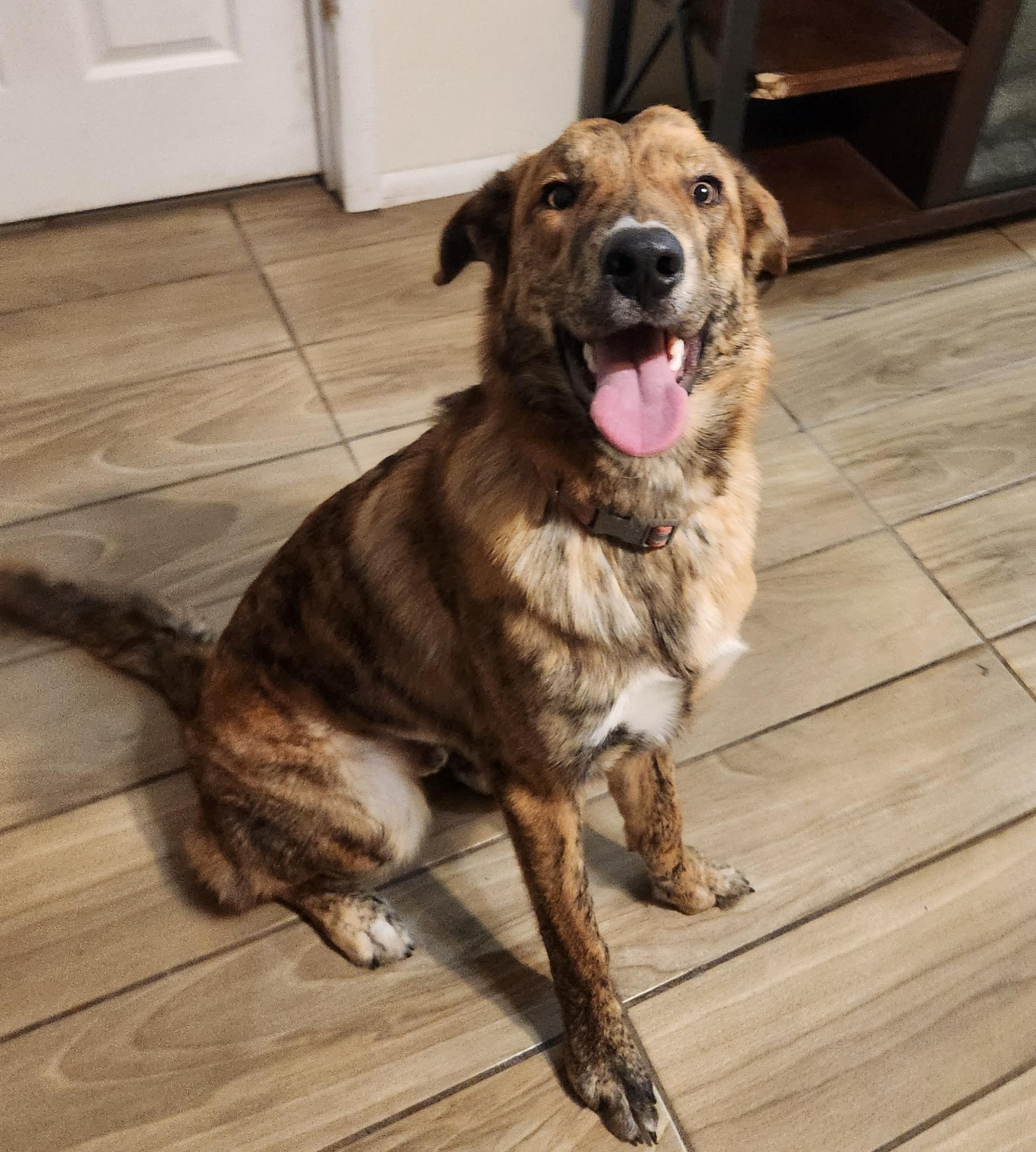 Tanner ( Orlando Fl), a ADOPTABLE mixed breed in Orlando, FL image 1/5