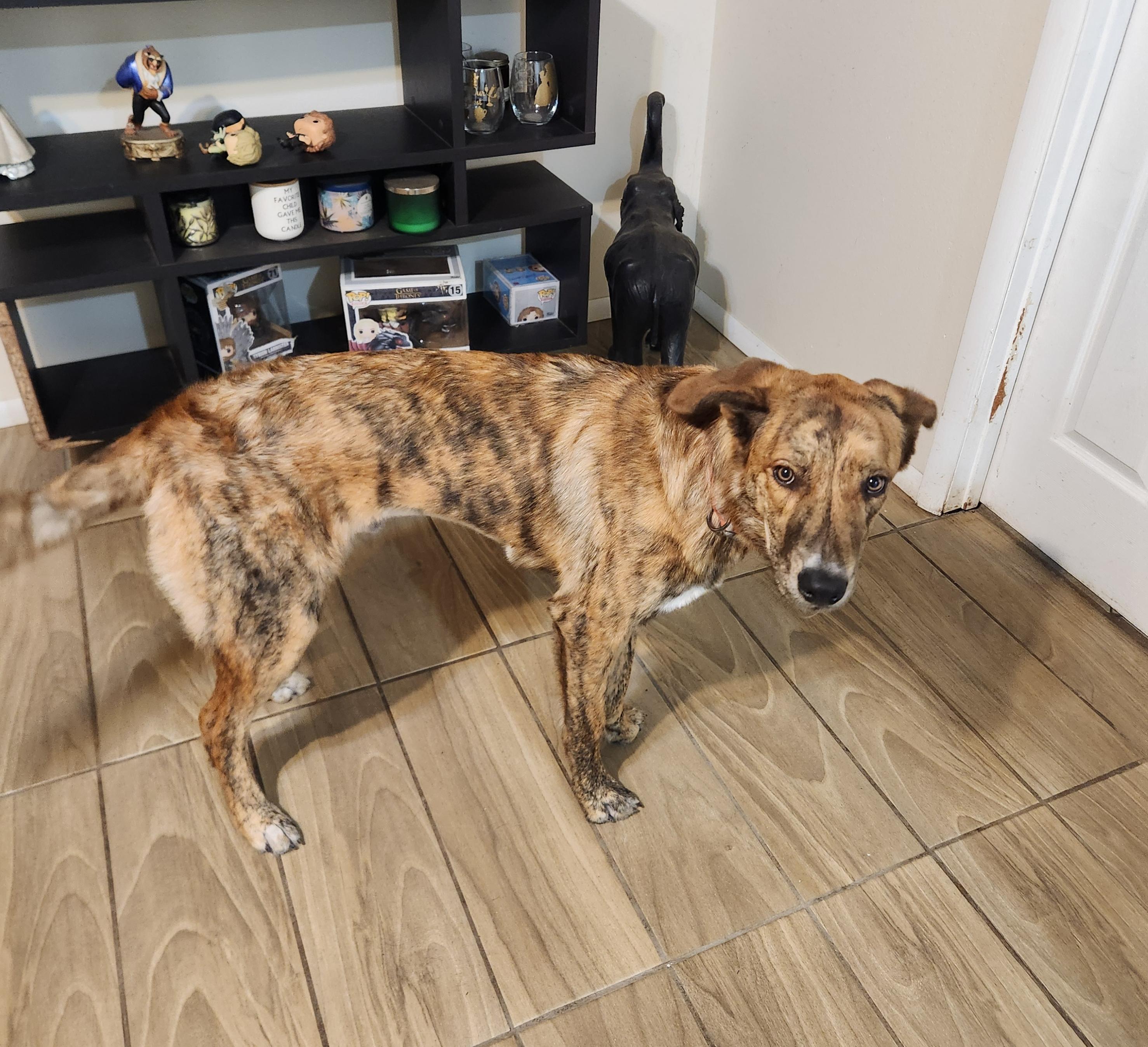 Tanner ( Orlando Fl), a ADOPTABLE mixed breed in Orlando, FL image 5/5