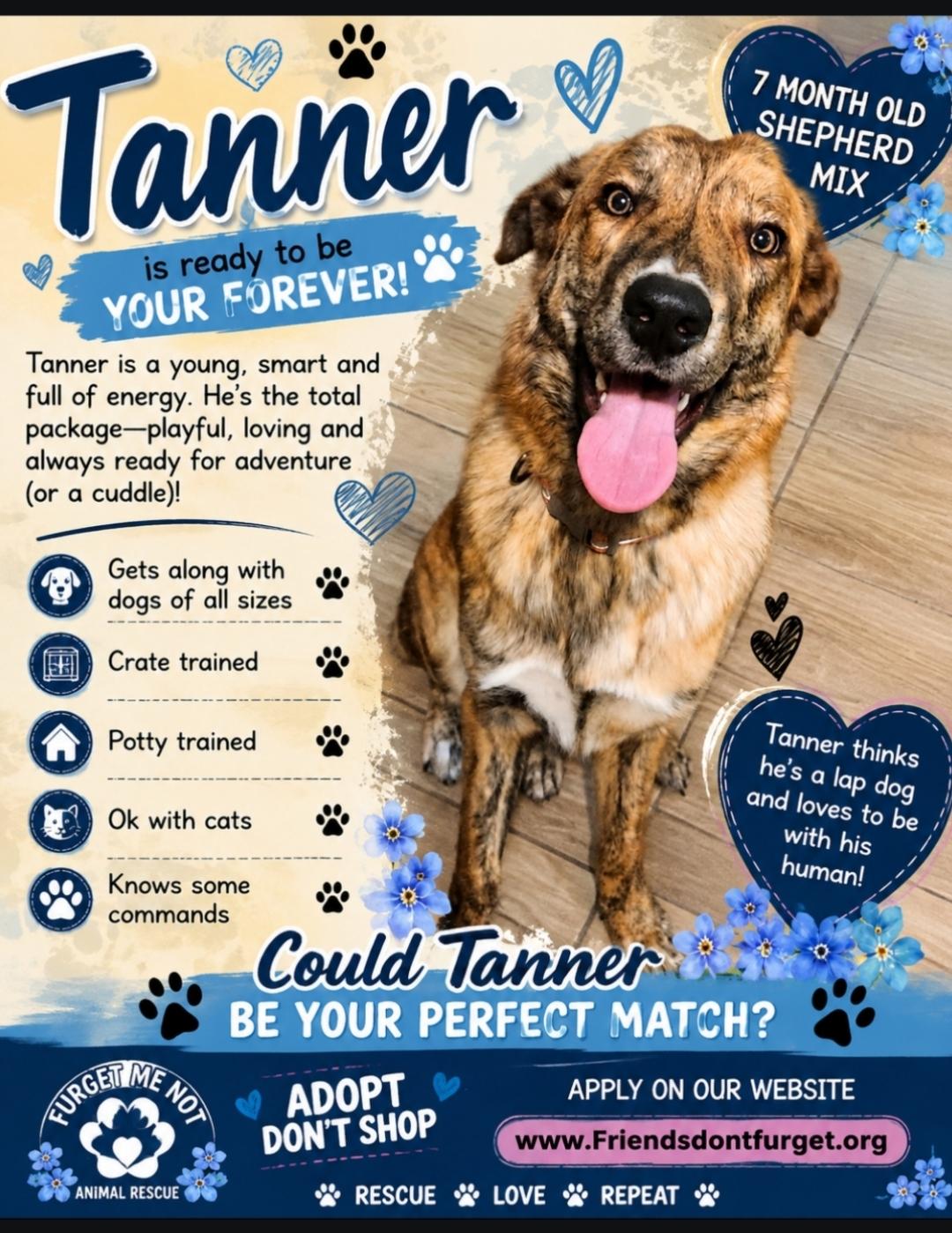 Tanner ( Orlando Fl), a ADOPTABLE mixed breed in Orlando, FL image 4/5