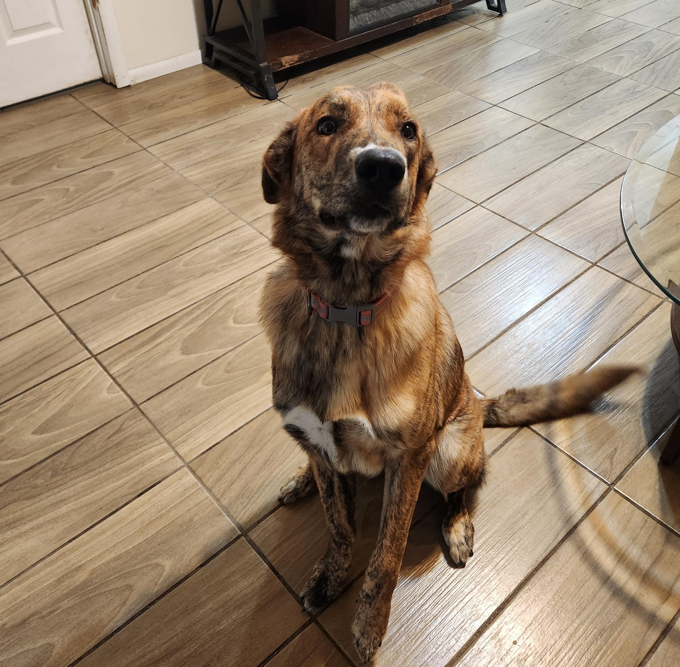 Tanner ( Orlando Fl), a ADOPTABLE mixed breed in Orlando, FL image 2/5