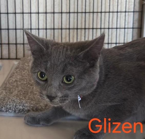 Enlarge Glizen, an adopted mixed breed in Las Cruces, NM image 1/2