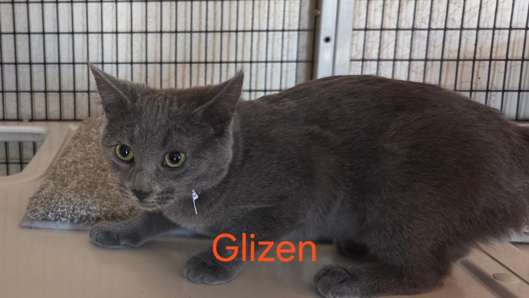 Enlarge Glizen, an adopted mixed breed in Las Cruces, NM image 2/2
