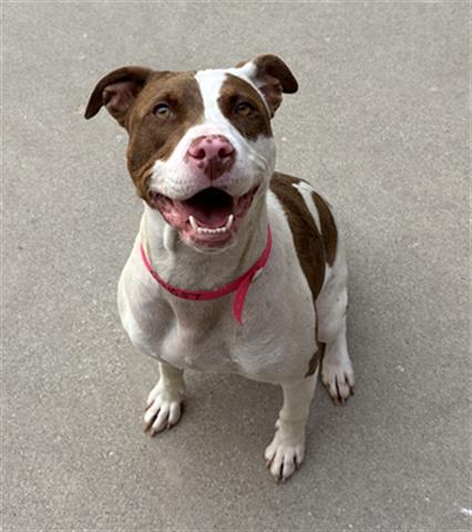 Enlarge SHIMMER, a Adoptable Pit Bull Terrier in Dayton, OH image 1/1