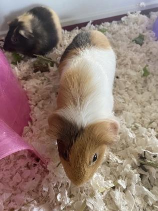 Enlarge Schweinchen, a Adoptable mixed breed in Kansas City, MO image 1/2