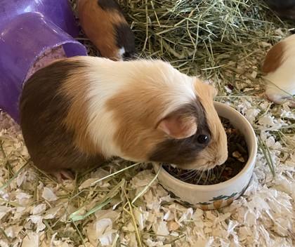 Enlarge Schweinchen, a Adoptable mixed breed in Kansas City, MO image 2/2