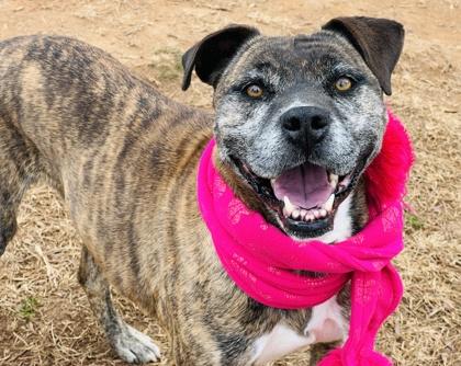 Nala $85, Adoptable, Puppy Female Black Mouth Cur & Mixed Breed.