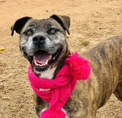 Enlarge Nala $85, a Adoptable mixed breed in Seneca, SC image 2/3