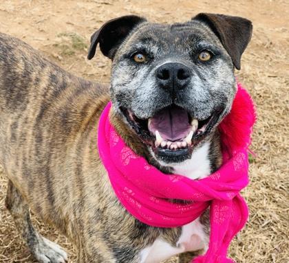 Enlarge Nala $85, a Adoptable mixed breed in Seneca, SC image 3/3