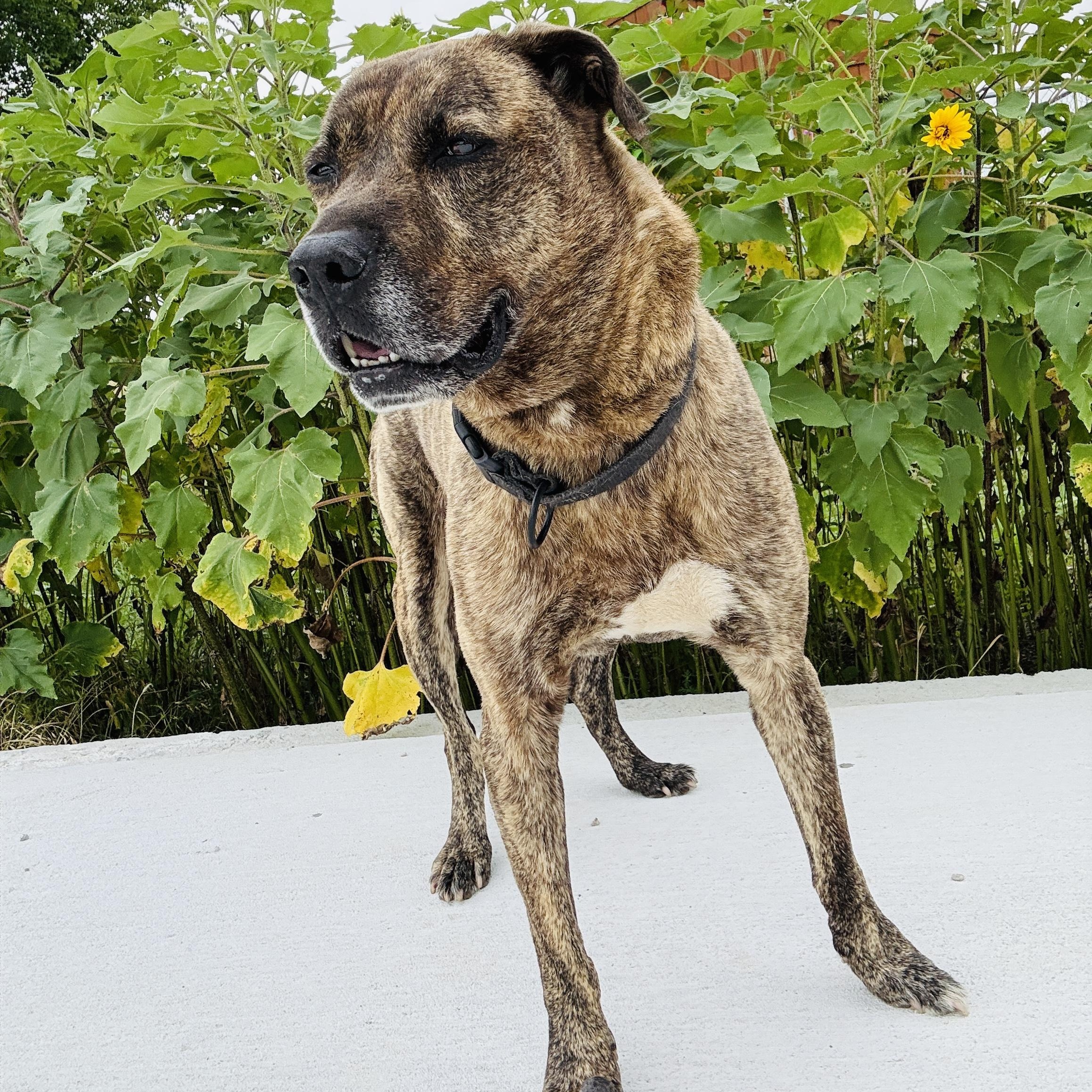 Enlarge *Scout, a Adoptable mixed breed in Justin, TX image 6/6