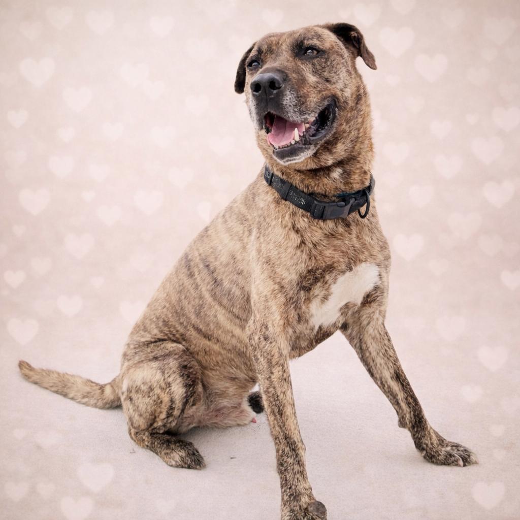 *Scout, Adoptable, Adult Male Dutch Shepherd.