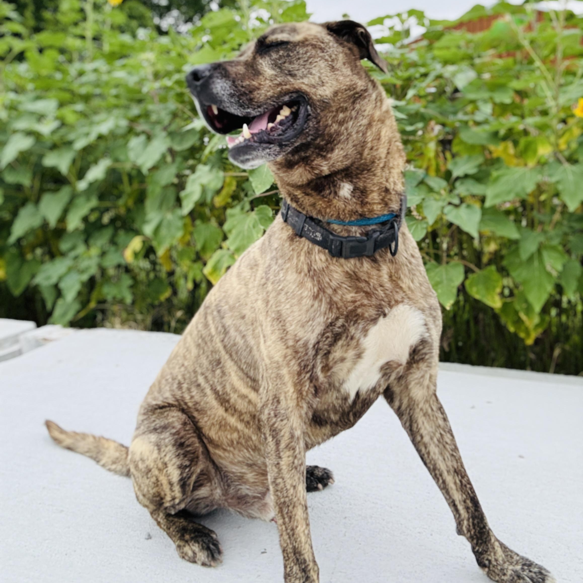 Enlarge *Scout, a Adoptable mixed breed in Justin, TX image 5/6