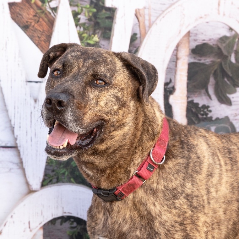 Enlarge *Scout, a Adoptable mixed breed in Justin, TX image 2/6