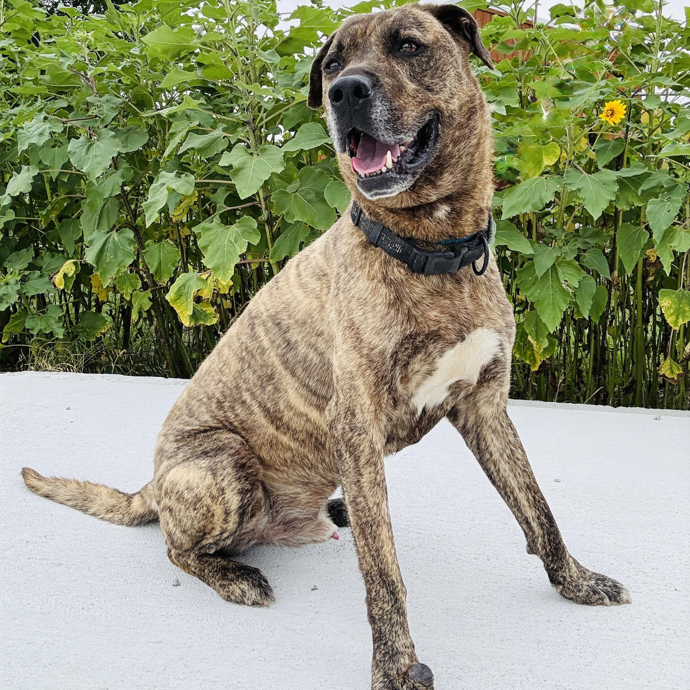 *Scout, Adoptable, Adult Male Dutch Shepherd.