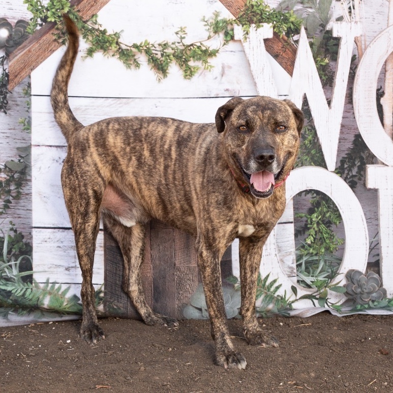 Enlarge *Scout, a Adoptable mixed breed in Justin, TX image 3/6