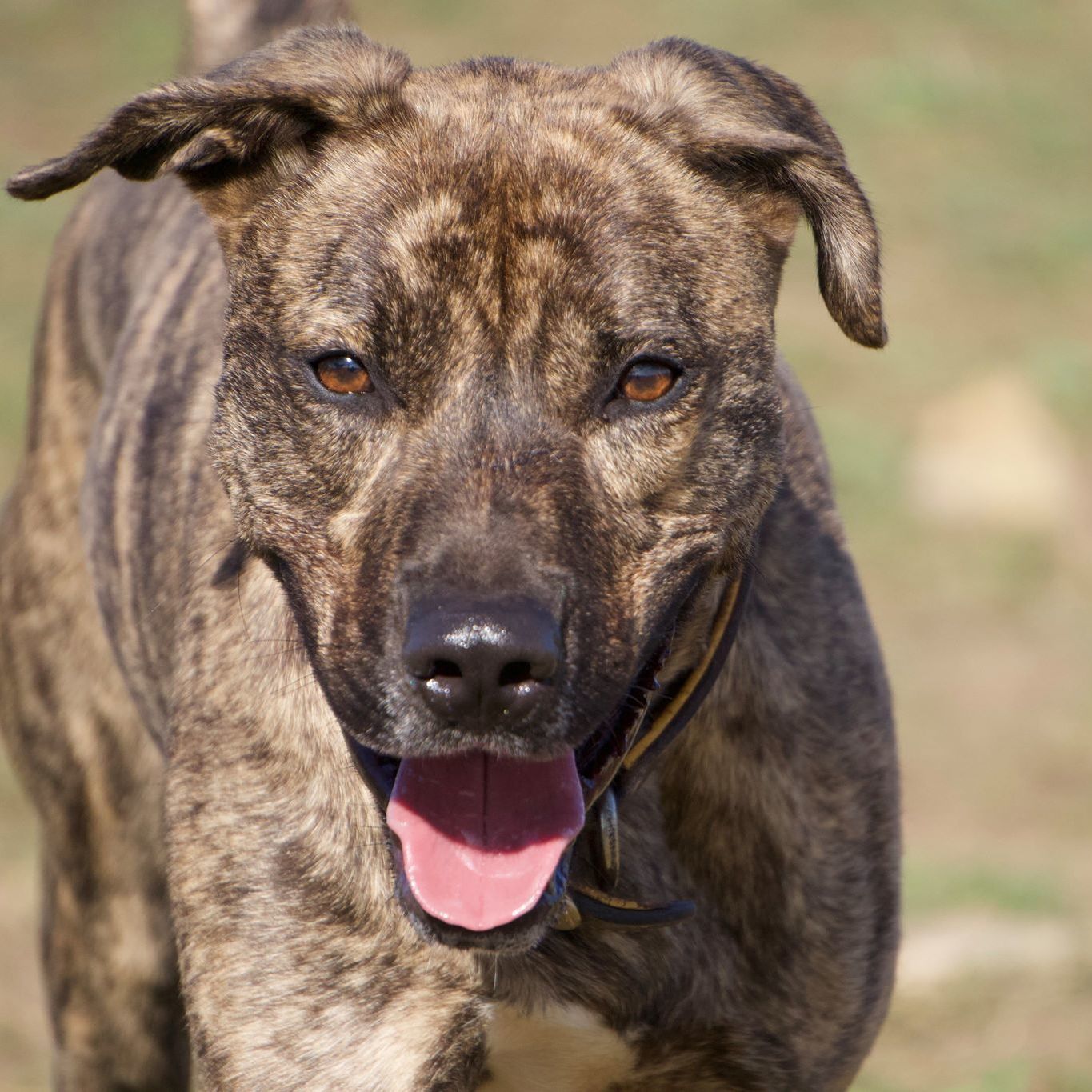 Enlarge *Scout, a Adoptable mixed breed in Justin, TX image 4/6
