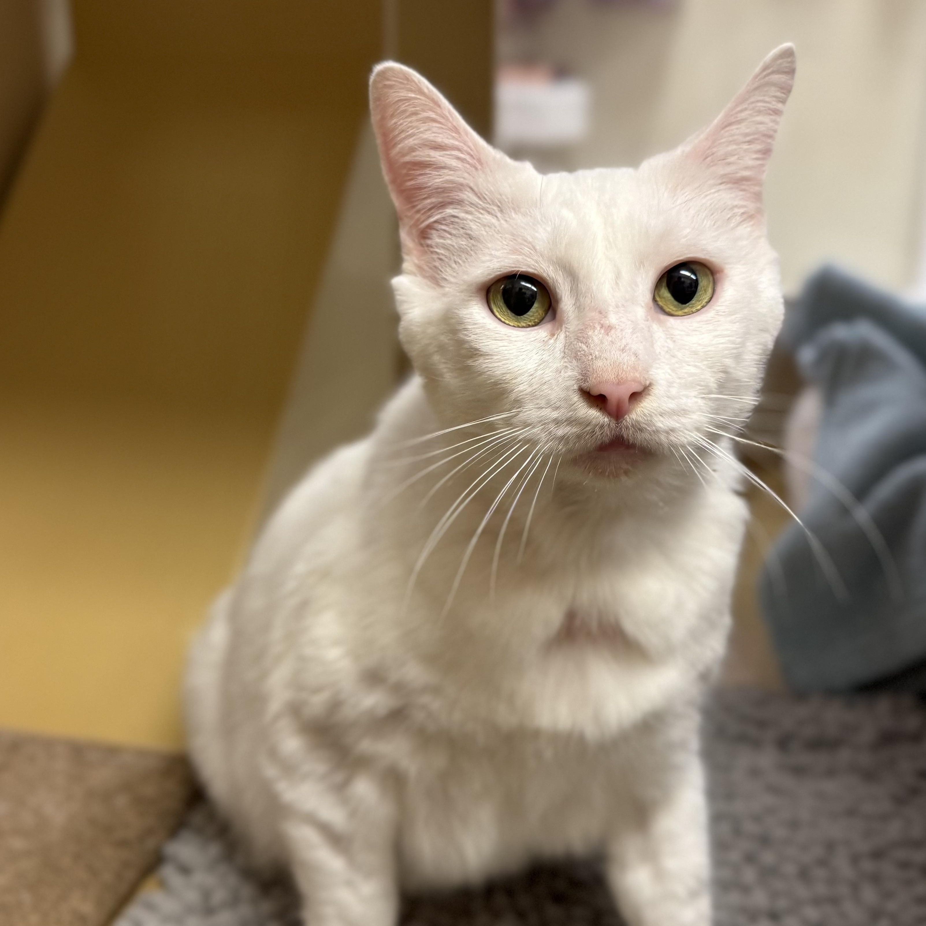 Dr Mcsteamy thumbnail 2