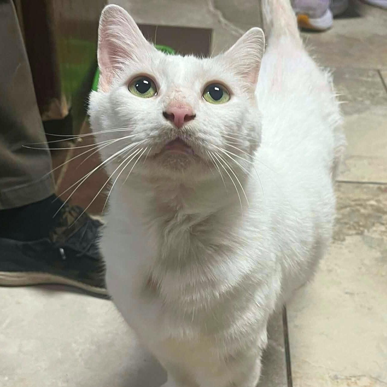 Dr Mcsteamy thumbnail 3