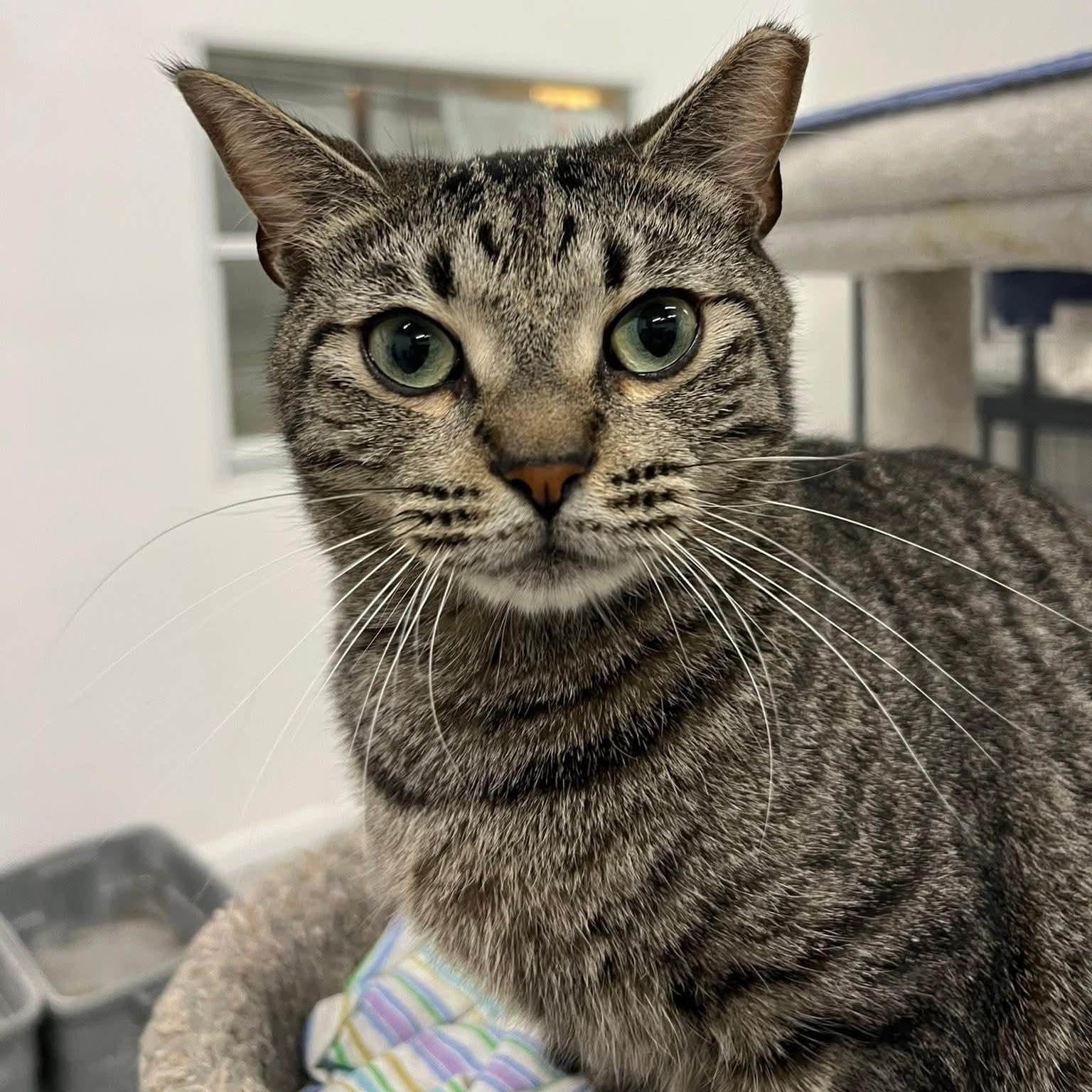 Ferguson, a Adoptable Domestic Short Hair in West Palm Beach, FL image 1/3