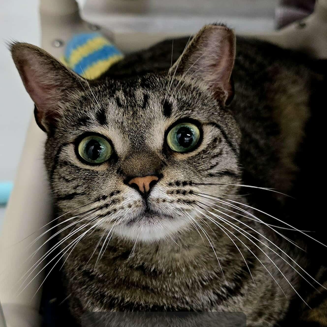 Ferguson, a Adoptable Domestic Short Hair in West Palm Beach, FL image 3/3