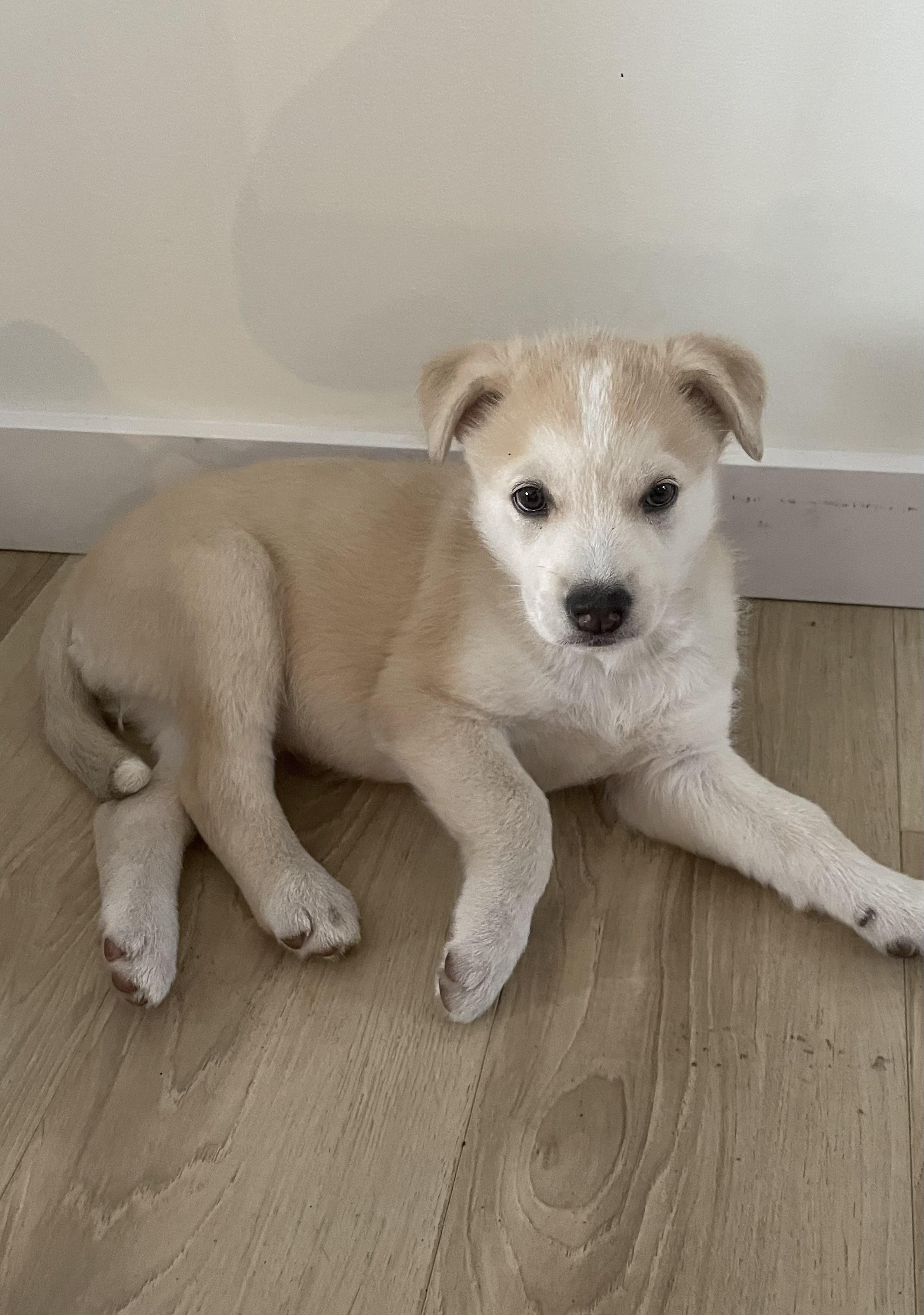 Mouse, an adoptable Mixed Breed in Saskatoon, SK, S7H 0W2 | Photo Image 1