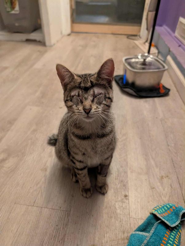 Hinata (with foster), adopted, Young Female Domestic Short Hair.